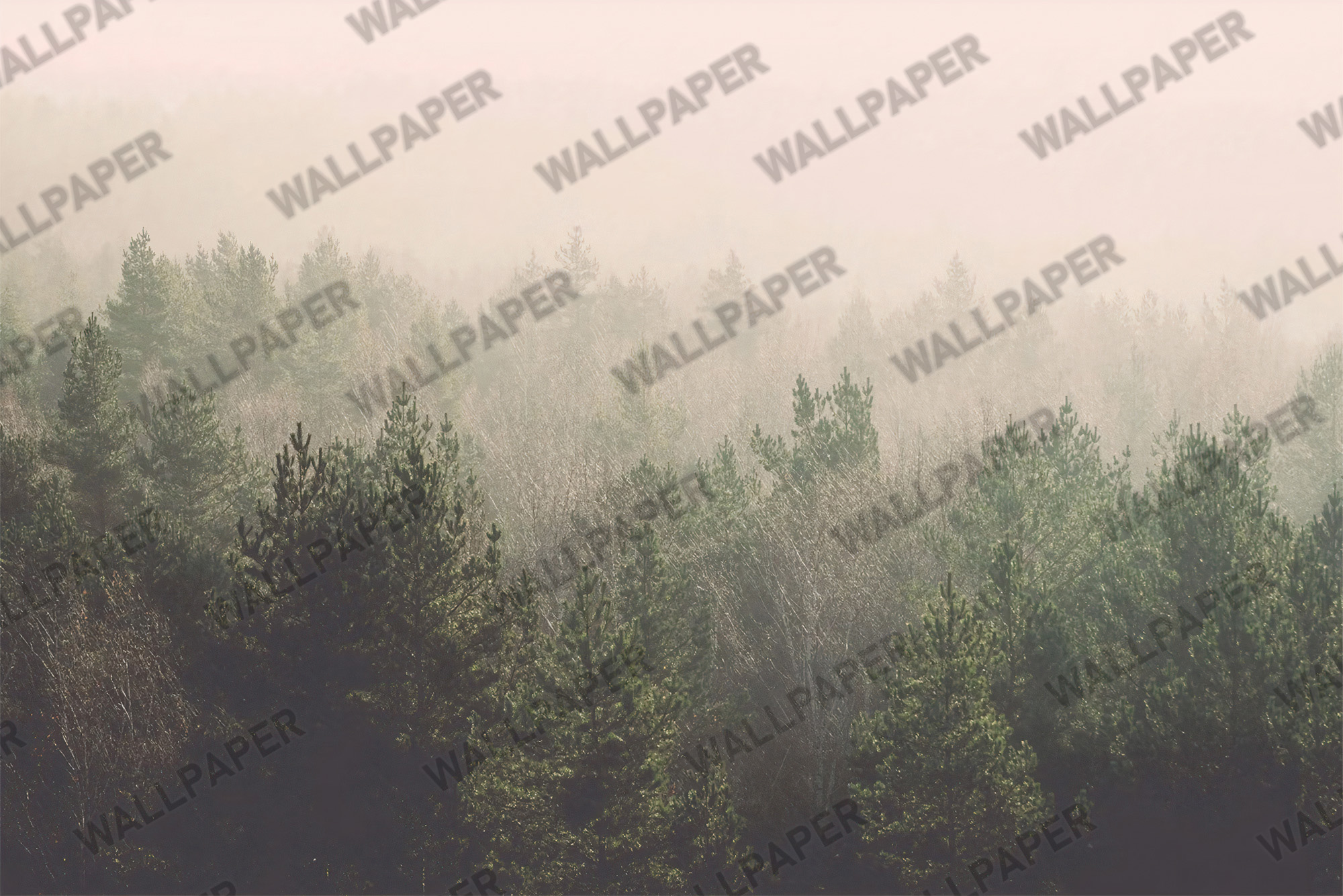 IN0727 Sisli Çam Ormanı Manzarası Duvar Kağıdı